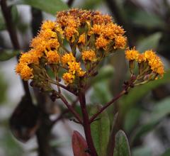 Pentacalia nunezii