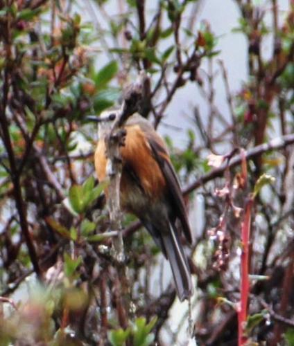 Brown-backed Chat-tyrant