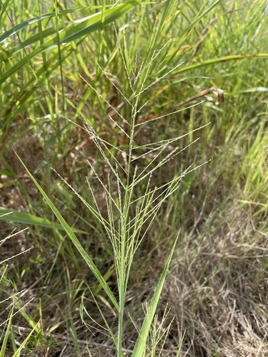 Leptochloa mucronata iNat (2)