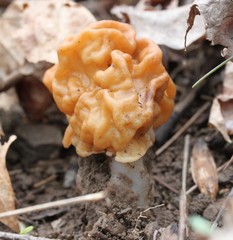 Gyromitra korfii