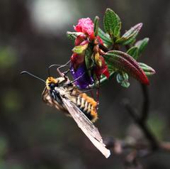 Metardaris cosinga