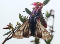 Metardaris cosinga