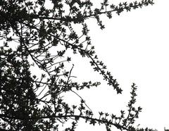 Escallonia myrtilloides