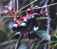 Gaultheria bracteata