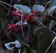 Gaultheria bracteata
