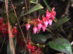 Gaultheria bracteata