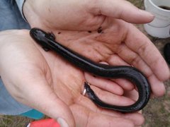 Siren intermedia