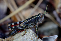 Brachaspis collinus