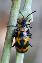 Phyllocharis undulata