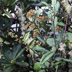 Pentacalia