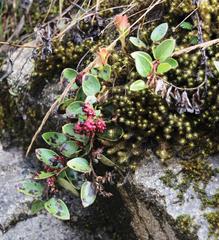 Gaultheria glomerata