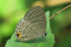 Jamides celeno aelianus