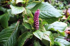 Phytolacca bogotensis