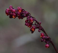 Cyrtochilum rhodoneurum
