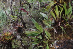 Cyrtochilum rhodoneurum