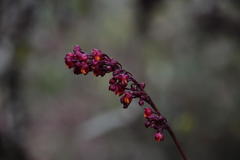 Cyrtochilum rhodoneurum
