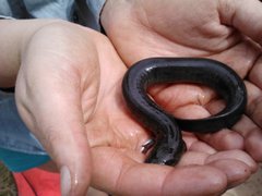 Siren intermedia