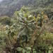 Bocconia integrifolia - Photo (c) Tony Rebelo,  זכויות יוצרים חלקיות (CC BY-SA), הועלה על ידי Tony Rebelo
