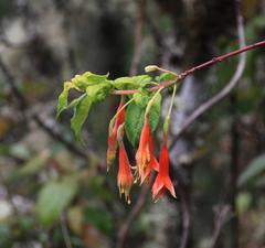 Fuchsia tunariensis