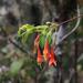 Fuchsia tunariensis - Photo (c) Tony Rebelo,  זכויות יוצרים חלקיות (CC BY-SA)