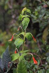 Fuchsia tunariensis