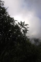 Aristeguietia discolor