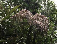 Aristeguietia discolor