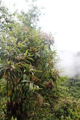 Aristeguietia discolor