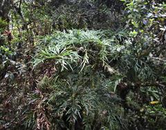 Oreopanax thaumasiophyllus