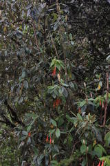 Fuchsia tunariensis