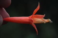 Fuchsia tunariensis