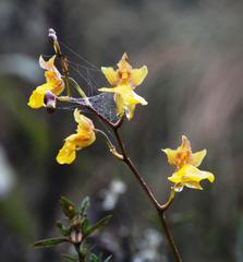Cyrtochilum aureum