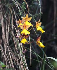 Cyrtochilum aureum
