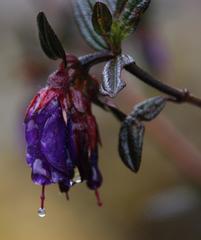 Brachyotum rostratum