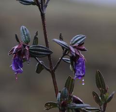 Brachyotum rostratum