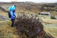 Brachyotum rostratum