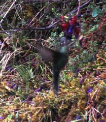Pterophanes cyanopterus