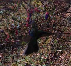 Pterophanes cyanopterus
