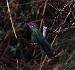 Pterophanes cyanopterus
