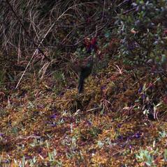 Pterophanes cyanopterus