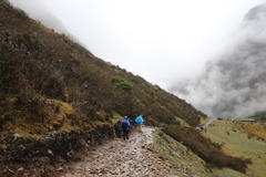 Brachyotum rostratum