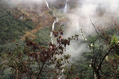 Brachyotum rostratum