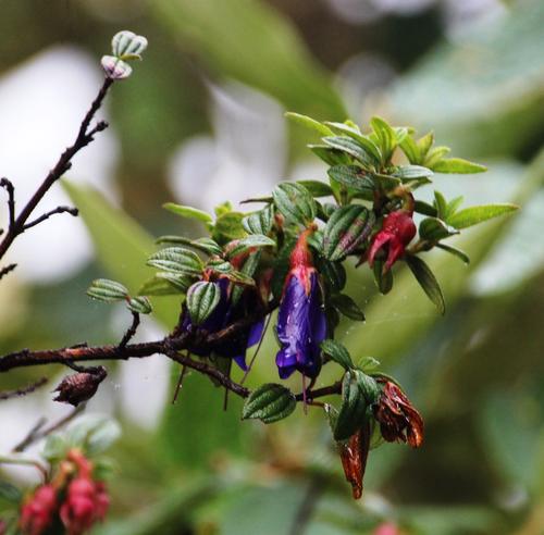 Earrings (Brachyotum rostratum)