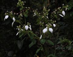Colignonia