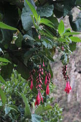 Fuchsia boliviana