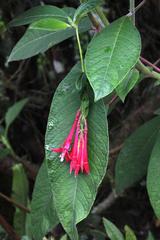 Fuchsia boliviana
