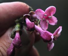 Aegiphila multiflora