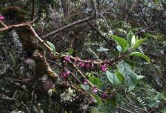 Aegiphila multiflora