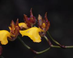 Cyrtochilum aureum