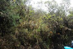 Cyrtochilum aureum